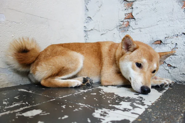 Shiba Inu