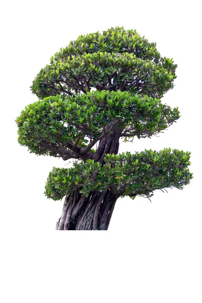 Árbol de bonsái sobre fondo blanco . —  Fotos de Stock