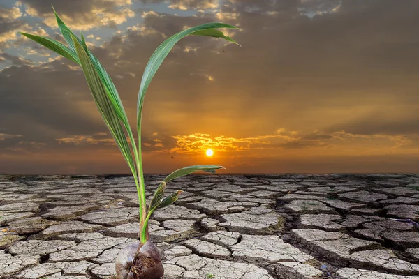 Giovane albero di cocco sulla terra incrinata . — Foto Stock