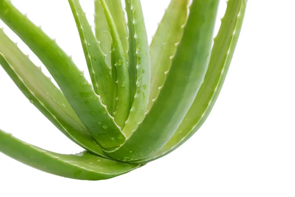 Zielony aloe vera. — Zdjęcie stockowe