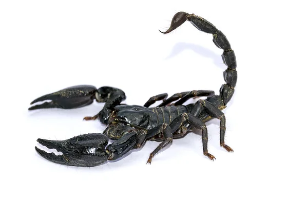 Schwarzer Skorpion auf weißem Hintergrund. — Stockfoto