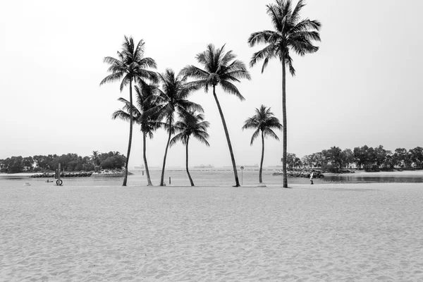 Alberi di cocco sulla bellissima spiaggia . — Foto Stock