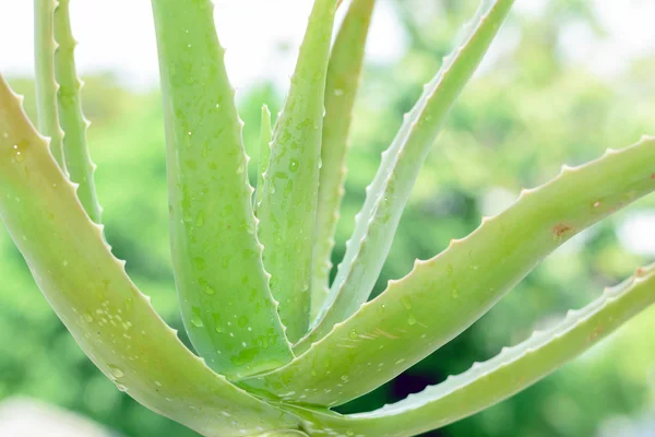 Haste de aloe vera, Aloe vera . — Fotografia de Stock