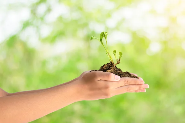 Due mani che tengono la pianta giovane . — Foto Stock