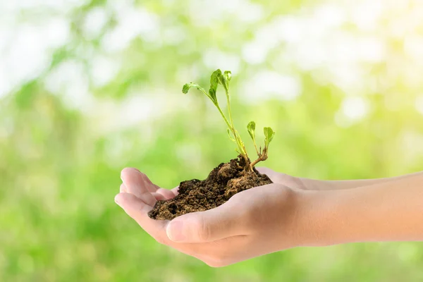 Due mani che tengono la pianta giovane . — Foto Stock