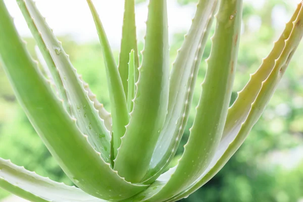 Closeup of the stem of aloe vera. — Stock Photo, Image