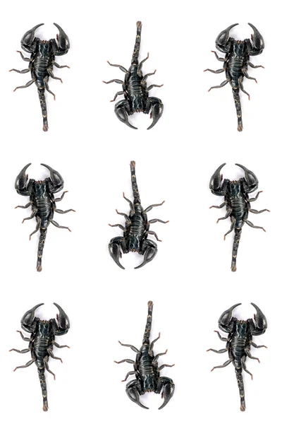 Černý škorpión izolované na bílém pozadí. — Stock fotografie