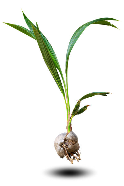 young coconut trees  on white background.