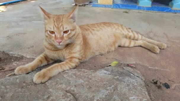 Tailandia lindo gato . — Vídeo de stock