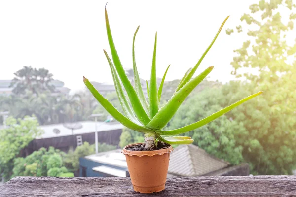 Bir tencerede aloe vera.
