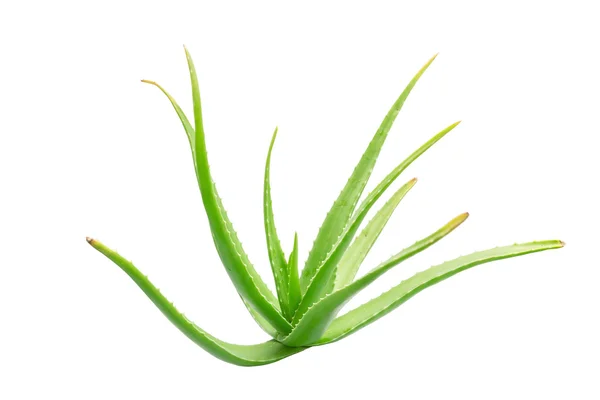 Aloe vera isolerad på vit bakgrund. — Stockfoto