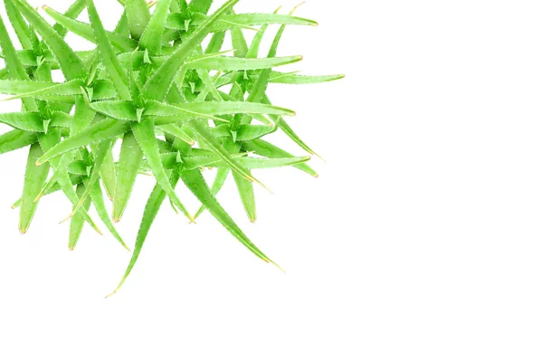 Blick von oben auf die grüne Aloe Vera. — Stockfoto