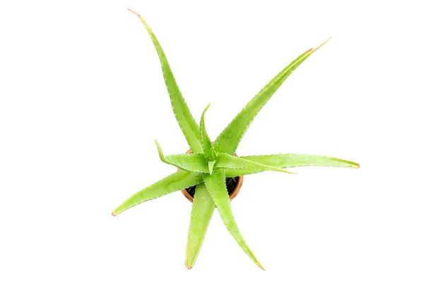 Yeşil Aloe Vera closeup Üstten Görünüm. — Stok fotoğraf