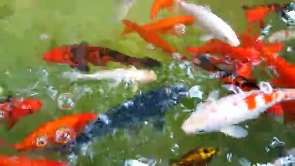 Renkli koi balıkları. — Stok video