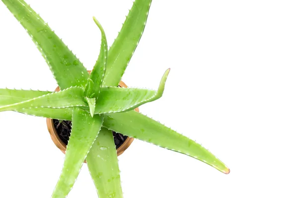 Aloe Vera verte dans un pot . — Photo