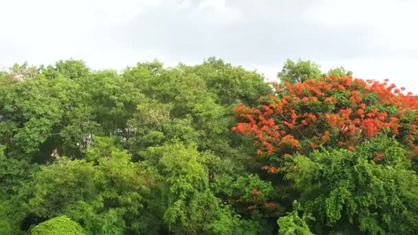 El viento antes de llover . — Vídeo de stock