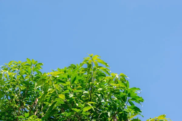 Folhas de mangueira . — Fotografia de Stock