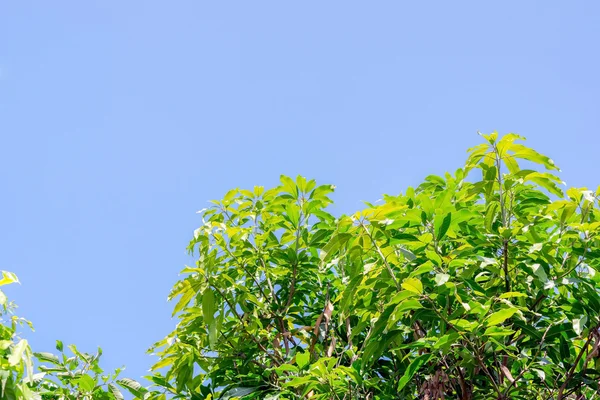 Folhas de mangueira . — Fotografia de Stock