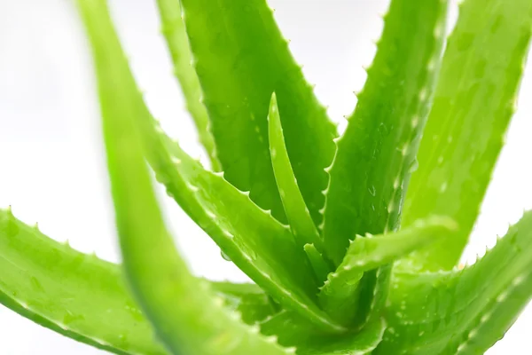 Caules verdes de aloe vera . — Fotografia de Stock