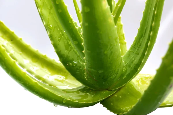 Batang hijau dari aloe vera . — Stok Foto