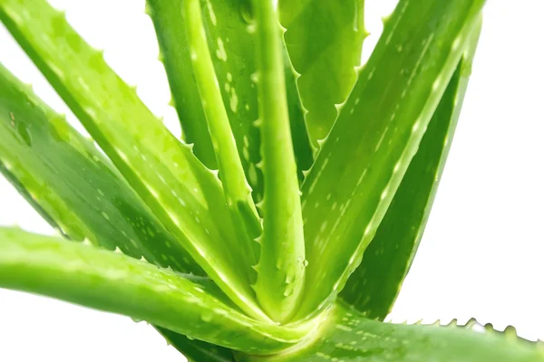 Tiges vertes d'aloe vera . — Photo