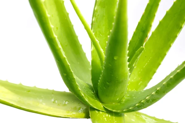 Tiges vertes d'aloe vera . — Photo