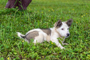 Şirin beyaz köpek.