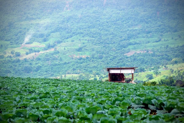 근접 촬영 코 티 지 정원 양배추 — 스톡 사진