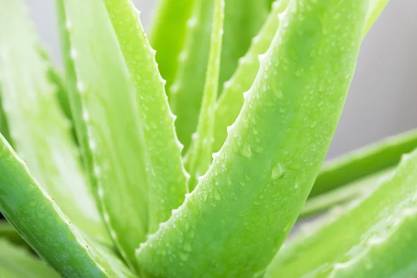 Groene bladeren van Aloë vera. — Stockfoto