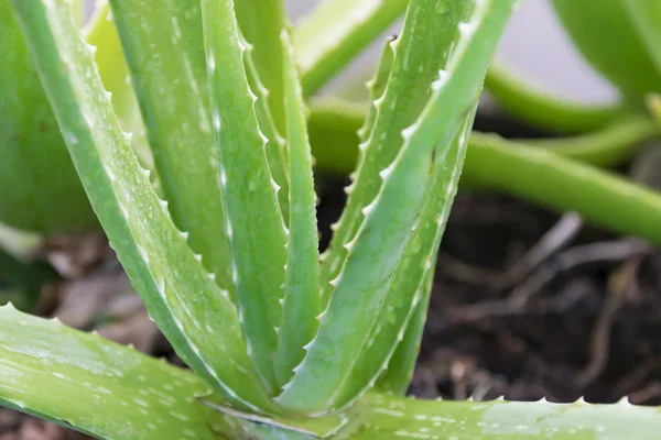 Folhas verdes de aloe vera . — Fotografia de Stock