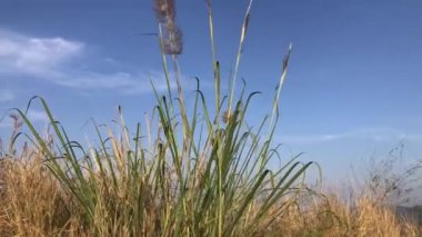 Güzel çimen çiçekleri, rüzgarla hareket eder dağın zirvesinde güzel, berrak bir gökyüzünün altında.