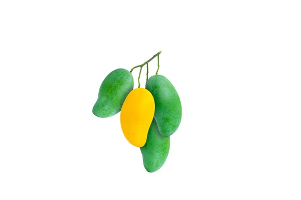 Jeden Žluté Zralé Mango Uprostřed Shluku Syrových Manga Bílém Pozadí — Stock fotografie