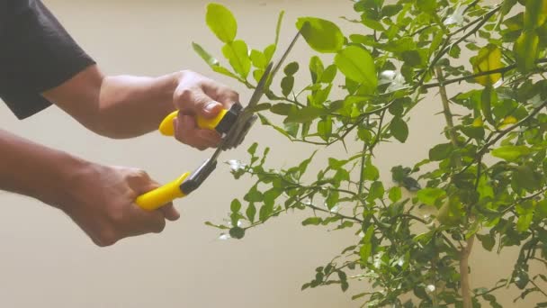 Menggunakan Gunting Rumput Untuk Memangkas Cabang Pohon — Stok Video