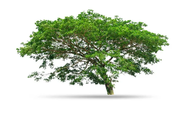 Árbol Grande Aislado Sobre Fondo Blanco —  Fotos de Stock