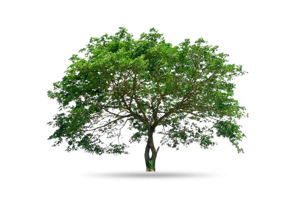 Grande Árvore Isolada Fundo Branco — Fotografia de Stock