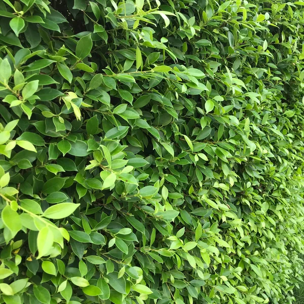 Uma Parede Cerca Feita Plantas Folhosas Verdes Natureza Fundo Texturizado — Fotografia de Stock