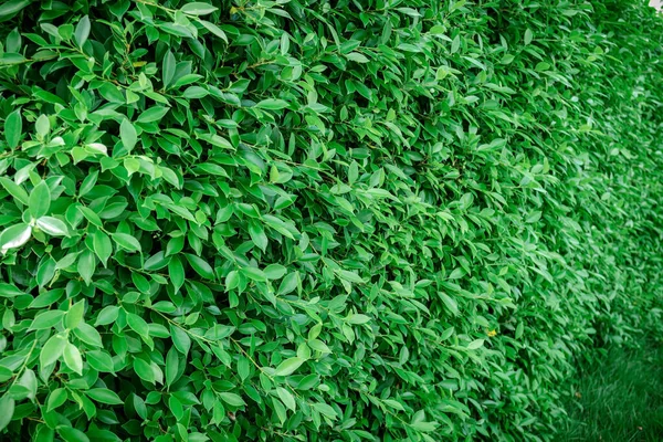 Uma Parede Cerca Feita Plantas Folhosas Verdes Natureza Fundo Texturizado — Fotografia de Stock