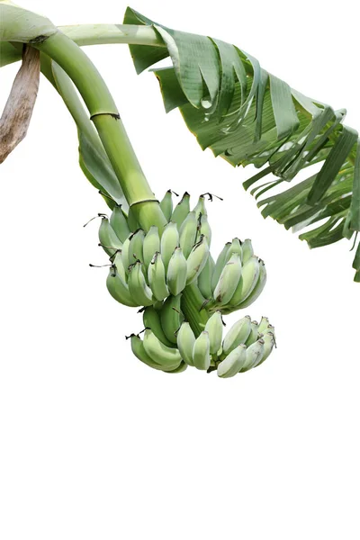 Groep Van Groene Onrijpe Bananen Die Zijn Verzameld Dezelfde Tak — Stockfoto