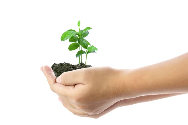 Menselijke Hand Houden Jonge Plant Geïsoleerd Witte Achtergrond Gebruik Voor — Stockfoto