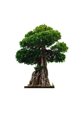 Beyaz arka plan üzerinde izole bonsai ağacı.