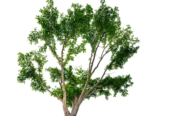 Naturalne zielone drzewo izolowane na białym tle. — Zdjęcie stockowe