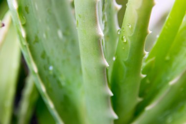 aloe vera