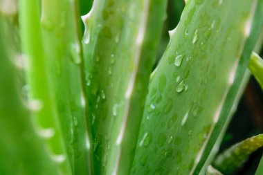 aloe vera
