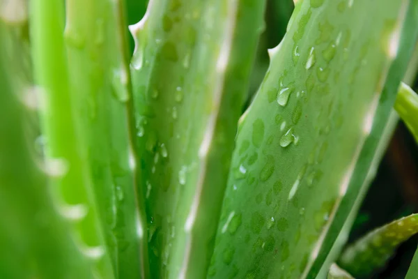 Aloe vera — Fotografia de Stock