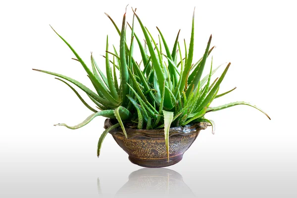 Aloe vera — Stockfoto