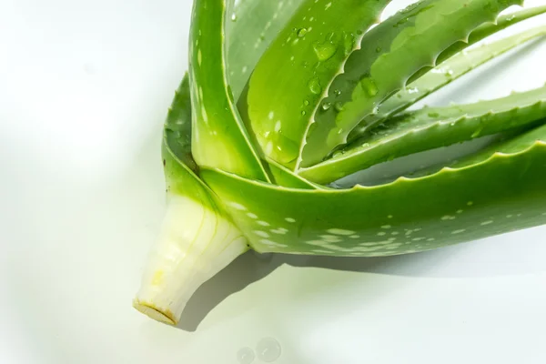 Aloe vera — Photo