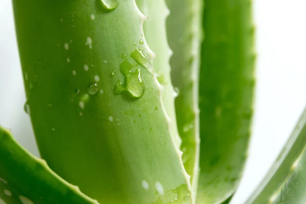 Aloe vera — Fotografia de Stock