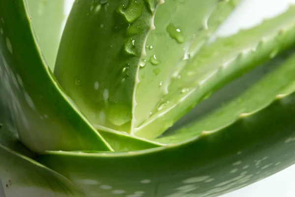 Aloe vera — Fotografia de Stock