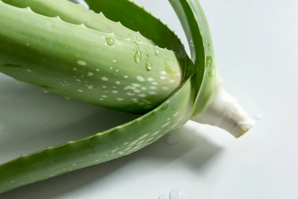 Aloe vera — Photo