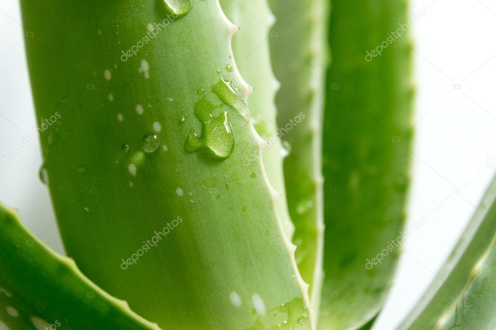 Aloe vera